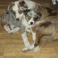 GUS GUS, a male Australian Shepherd for sale in Mabel, MN – Photo 2 of 10