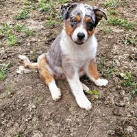 GUS GUS, a male Australian Shepherd for sale in Mabel, MN – Photo 9 of 10