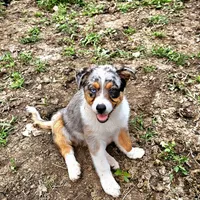 GUS GUS, a male Australian Shepherd for sale in Mabel, MN – Photo 10 of 10