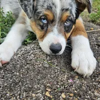 GUS GUS, a male Australian Shepherd for sale in Mabel, MN – Photo 5 of 10
