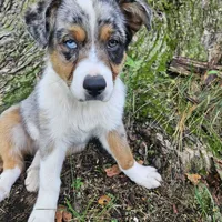 GUS GUS, a male Australian Shepherd for sale in Mabel, MN – Photo 4 of 10
