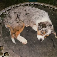 GUS GUS, a male Australian Shepherd for sale in Mabel, MN – Photo 8 of 10