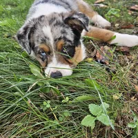 GUS GUS, a male Australian Shepherd for sale in Mabel, MN – Photo 7 of 10