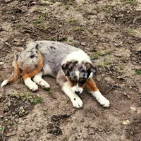 GUS GUS, a male Australian Shepherd for sale in Mabel, MN – Photo 6 of 10