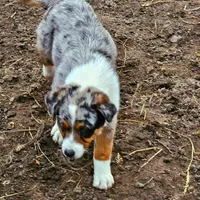 GUS GUS, a male Australian Shepherd for sale in Mabel, MN – Photo 3 of 10