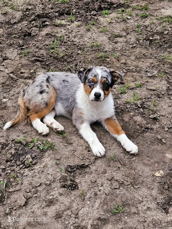 GUS GUS, a male Australian Shepherd for sale in Mabel, MN – Photo 1 of 10