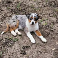 GUS GUS, a male Australian Shepherd for sale in Mabel, MN – Photo 1 of 10