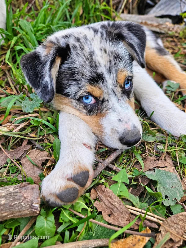 Miranda Lambert – Australian Shepherd puppy for sale in Mabel, MN