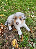 Morgan Wallen, a male Australian Shepherd for sale in Mabel, MN – 3 of 10