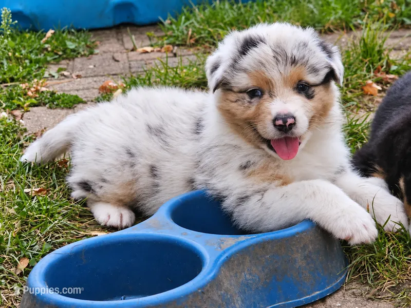 Morgan Wallen – Australian Shepherd puppy for sale in Mabel, MN