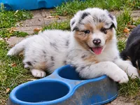 Morgan Wallen, a male Australian Shepherd for sale in Mabel, MN – 1 of 10