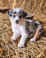 Miranda Lambert, a female Australian Shepherd for sale in Mabel, MN – 7 of 7