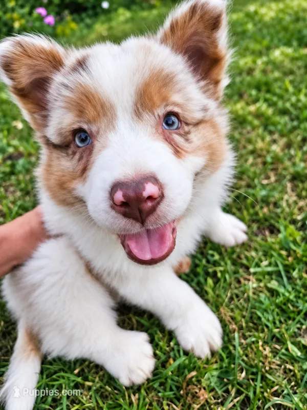 ROCKET  – Australian Shepherd puppy for sale in Mabel, MN