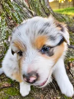 Morgan Wallen, a male Australian Shepherd for sale in Mabel, MN – 8 of 10