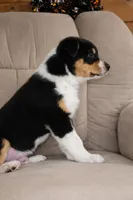 Rhett, a male Australian Shepherd for sale in Mabel, MN – Photo 8 of 10