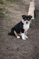 Rhett, a male Australian Shepherd for sale in Mabel, MN – Photo 4 of 10