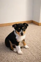 Rhett, a male Australian Shepherd for sale in Mabel, MN – Photo 6 of 10