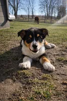 Rhett, a male Australian Shepherd for sale in Mabel, MN – Photo 2 of 10