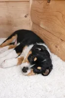 Rhett, a male Australian Shepherd for sale in Mabel, MN – Photo 7 of 10