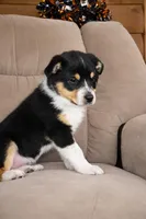 Rhett, a male Australian Shepherd for sale in Mabel, MN – Photo 9 of 10