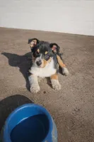 Rhett, a male Australian Shepherd for sale in Mabel, MN – Photo 5 of 10