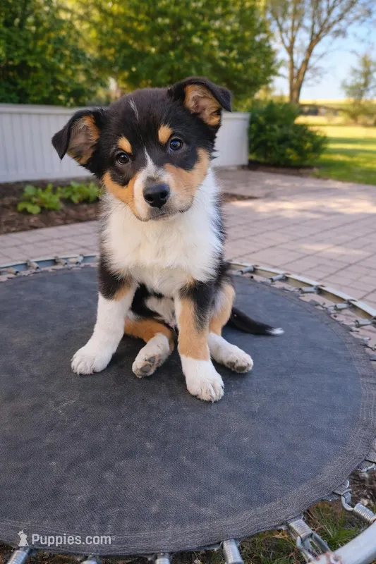 Rhett – Australian Shepherd puppy for sale in Mabel, MN