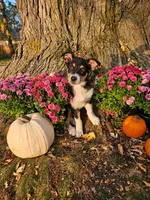 DIESEL, a male Australian Shepherd for sale in Mabel, MN – 2 of 10