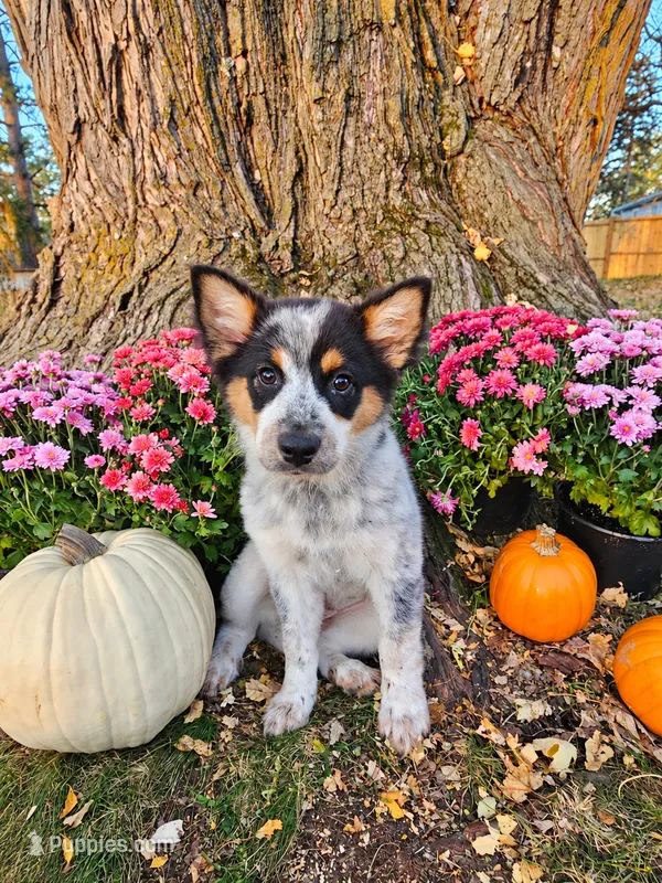ACE – Australian Shepherd puppy for sale in Mabel, MN