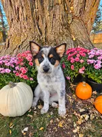 ACE, a female Australian Shepherd for sale in Mabel, MN – 1 of 10
