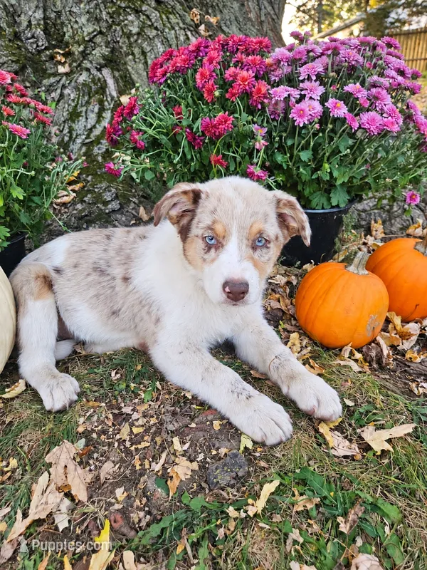 Megan Maroney – Australian Shepherd puppy for sale in Mabel, MN