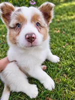 ROCKET , a male Australian Shepherd for sale in Mabel, MN – 3 of 10