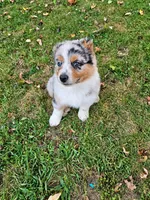 TURBO, a male Australian Shepherd for sale in Mabel, MN – 6 of 10