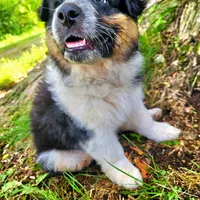 Princess Mulan, a female Australian Shepherd for sale in Mabel, MN – Photo 9 of 10