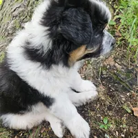 Princess Mulan, a female Australian Shepherd for sale in Mabel, MN – Photo 3 of 10