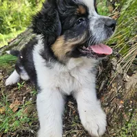 Princess Mulan, a female Australian Shepherd for sale in Mabel, MN – Photo 6 of 10