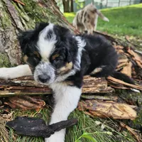 Princess Mulan, a female Australian Shepherd for sale in Mabel, MN – Photo 5 of 10