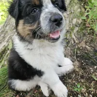 Princess Mulan, a female Australian Shepherd for sale in Mabel, MN – Photo 8 of 10