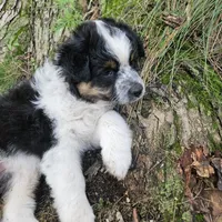 Princess Mulan, a female Australian Shepherd for sale in Mabel, MN – Photo 7 of 10
