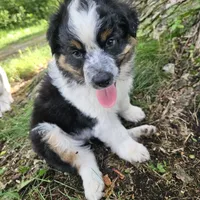 Princess Mulan, a female Australian Shepherd for sale in Mabel, MN – Photo 2 of 10