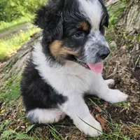 Princess Mulan, a female Australian Shepherd for sale in Mabel, MN – Photo 10 of 10