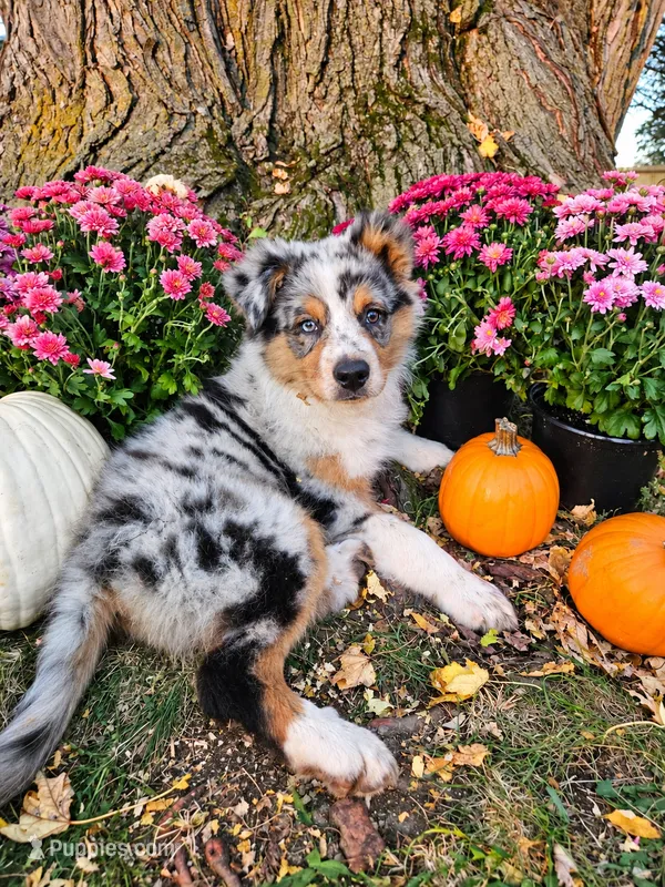 TURBO – Australian Shepherd puppy for sale in Mabel, MN