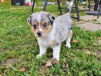Lainey Wilson, a female Australian Shepherd for sale in Mabel, MN – 3 of 5
