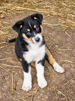 DIESEL, a male Australian Shepherd for sale in Mabel, MN – 2 of 10
