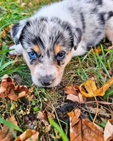 Miranda Lambert, a female Australian Shepherd for sale in Mabel, MN – 6 of 7
