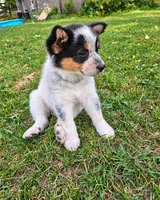 ACE, a female Australian Shepherd for sale in Mabel, MN – 5 of 10