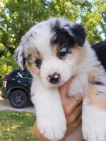 Ella Langley, a female Australian Shepherd for sale in Mabel, MN – 2 of 7