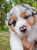 Morgan Wallen, a male Australian Shepherd for sale in Mabel, MN – 2 of 10