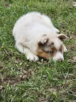 ROCKET , a male Australian Shepherd for sale in Mabel, MN – 10 of 10