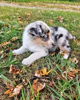 Miranda Lambert, a female Australian Shepherd for sale in Mabel, MN – 2 of 7