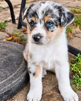 Miranda Lambert, a female Australian Shepherd for sale in Mabel, MN – 1 of 7